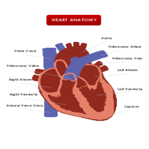 Heart Anatomy thumb
